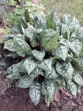 Pulmonaria Mrs Moon Bare Root Plants X 2