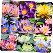 35 Pcs Mix Bowl Lotus Seeds, Water Lilys Flower Plant, Lotus Seeds for