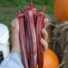 OKRA Red Burgundy 15 seeds Spring Summer Vegetable garden Easy grow HOT Season