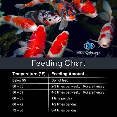 Koi Fish Food Kaytee Koi's Choice Koi Floating Fish Food 3lb Pet