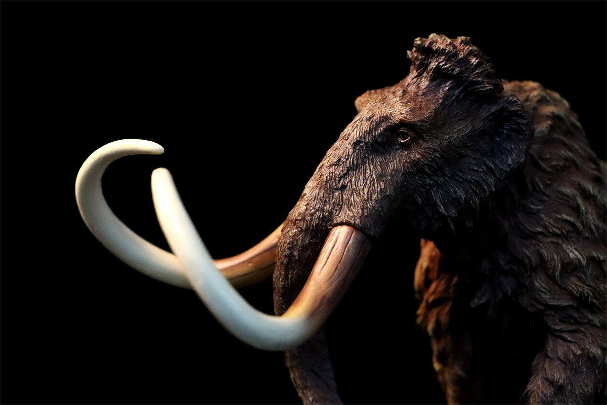 TNG Mammuthus Model Mammonteus Primigenius Animal Collection Elephant