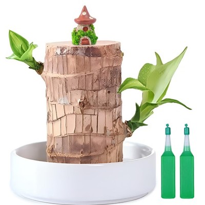JJWYLTKB Brazilian Lucky Wood Plant,Fortune Brazil Wood Potted Plant with Mus...