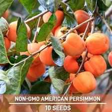 10 American Persimmon Seeds for Planting   NON-GMO Native Fruit Tree Seed