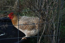 Digital image picture wallpaper rustic brown hen photo by Paige