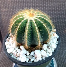 Balloon Cactus Notocactus Magnificus 6 inch Pot Large Plant 5 Wide RARE