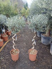 Twisted Olive Trees Pair 18L Potted 140cm European Olive Patio Plants X2 Plants