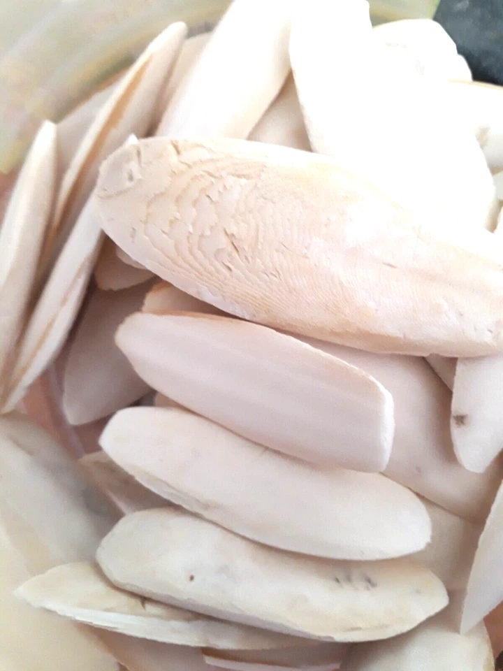 Sepiaschalen 150g 5-10cm ca. 40 Stück Ergänzungsfutter Sepia Calcium Mineralien - Bild 2 von 4