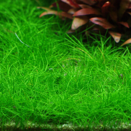 Eleocharis pussila 1-2-GROW! - Bild 2 von 4