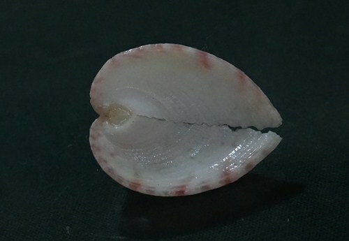 Corculum Impressum 22.3mm F+++/GEM TINY SIZE gorgeous SMALL heart beauty WOW - Picture 4 of 8