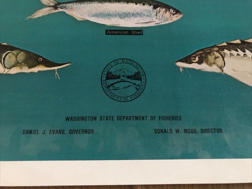 Póster de los peces de Washington del Departamento de Pesca del Estado de Washington de 1970 - Imagen 5 de 8