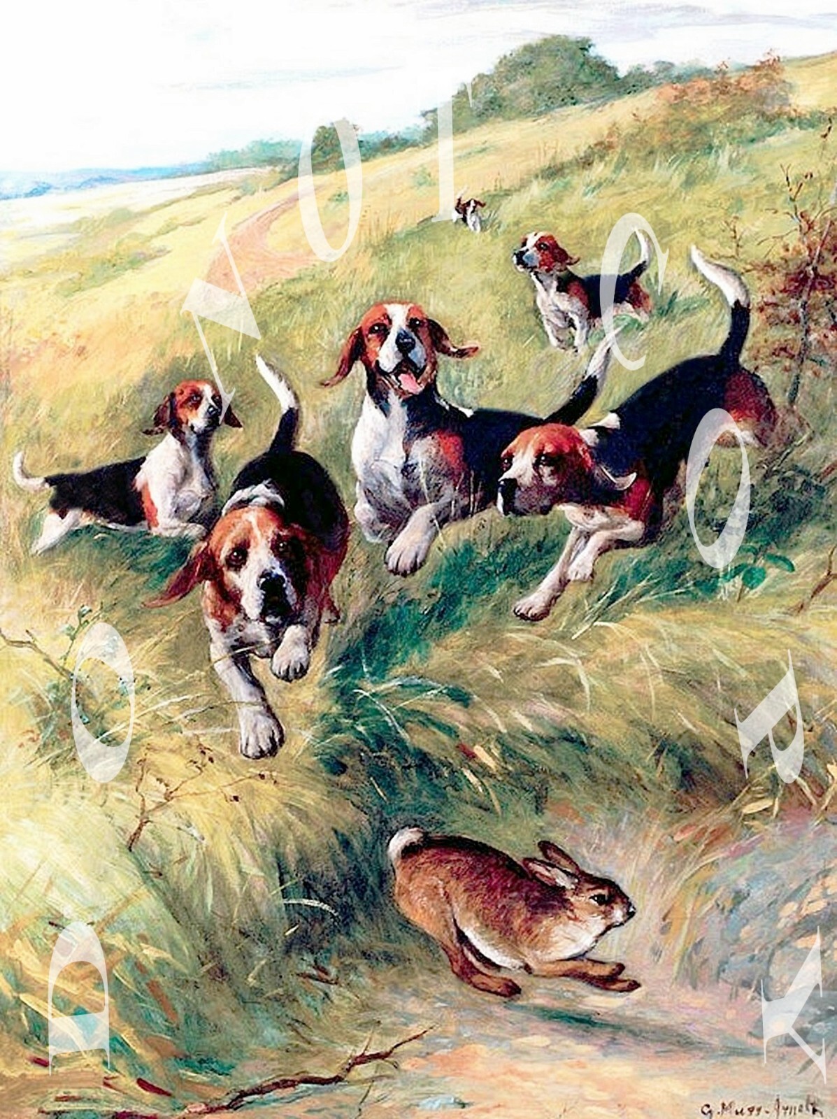 Hound Dog Breeds Good With Rabbits Rabbit Hunting Basset Hunting
