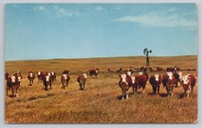 Postal cara blanca Herefords the Beef Cattle