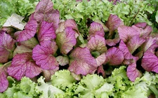 GIANT RED MUSTARD 1000 SEEDS NON-GMO FRESH FOR GARDENS