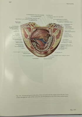 健康・医学 Pernkopf Anatomy volume I Head and Neck 健康・医学 Pernkopf Anatomy volume I Head and Neck Atlas of