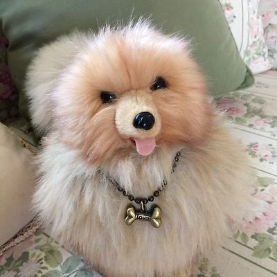 fuzzy pomeranian