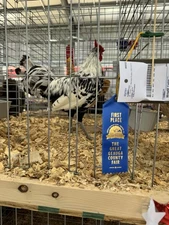 Silver spangled Hamburg Chicken Fertile Eggs