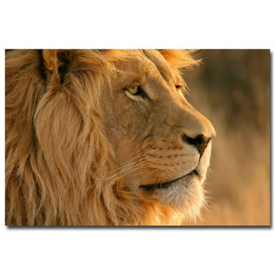 75206 Lion Animals Children Room Wall Print Poster US