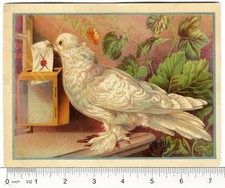 White PEACE DOVE Zanesville Ohio STAR SOAP Large Victorian Trade Card 1880's