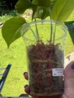 Philodendron Minima 2 rooted cuttings in cup. First leaves have grown on each. — photo 2