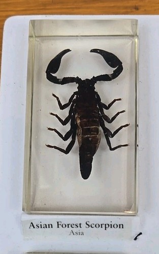 National Geographic Real Life Bugs And Insects in Resin 15 bugs x1 - Picture 3 of 17