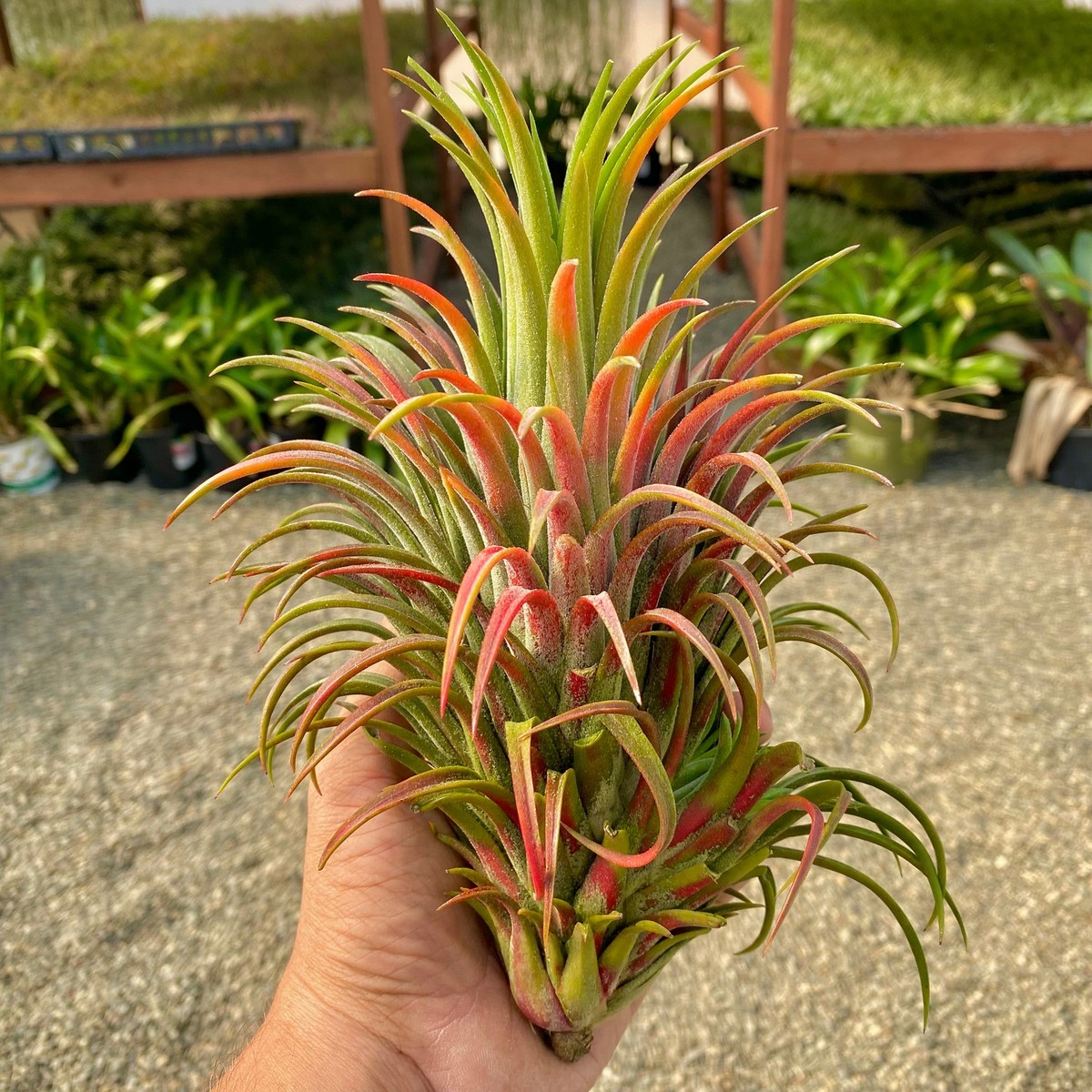 Ionantha 'Curly Giant' Air Plant (Our Largest Growing Ionantha Variety) |  eBay