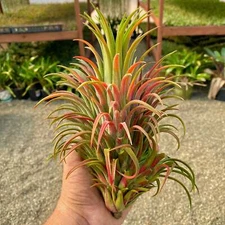 Ionantha 'Curly Giant' Air Plant (Our Largest Growing Ionantha Variety)
