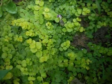15 Bare Root Creeping Jenny Moneywort Live Starter Plant, Excellent Ground Cover