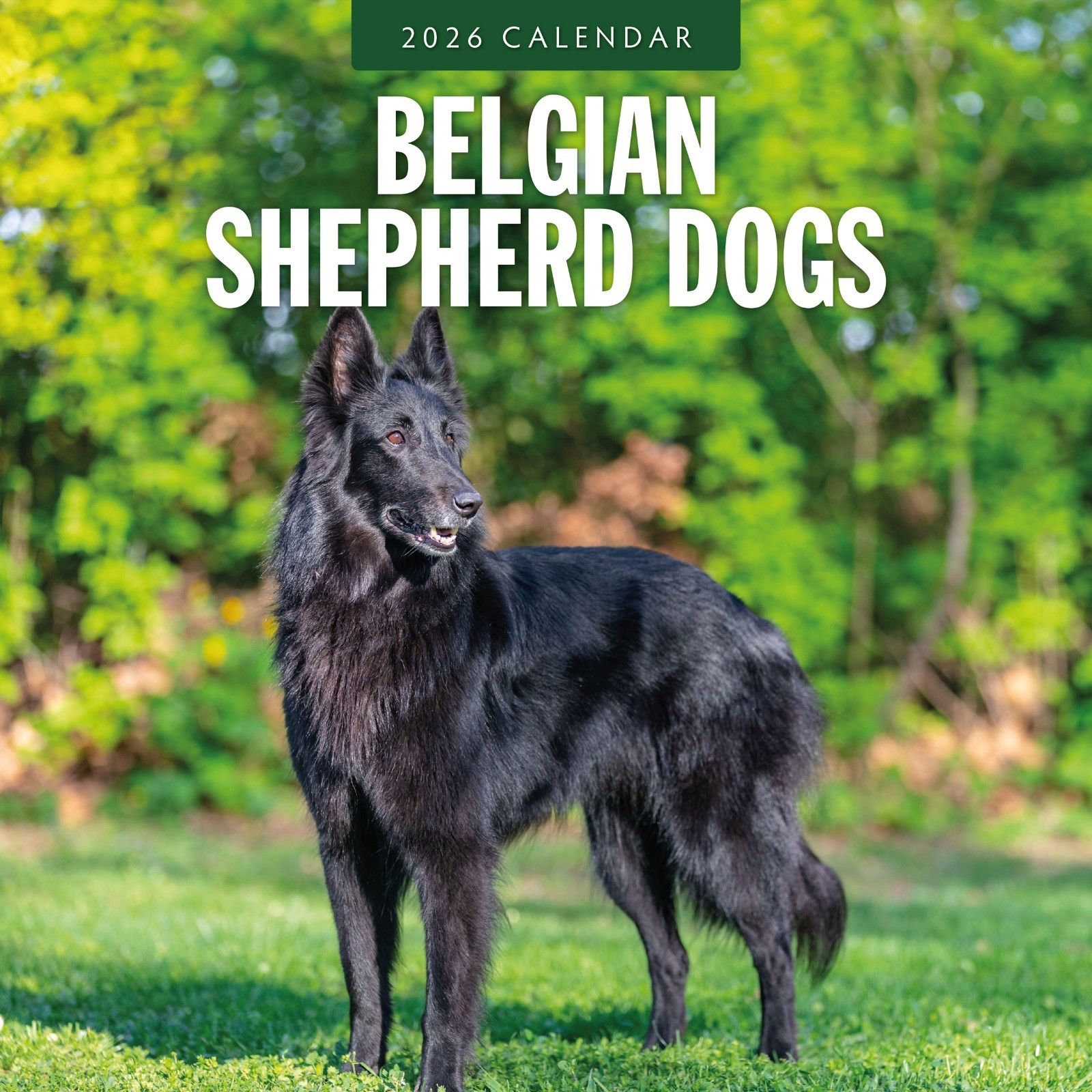 Belgian Shepherd Dogs 2026 Square Wall Calendar