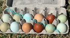 6 + Royal Palm Turkey  Hatching Eggs NPIP + Bonus Polish Ameraucana EE Americana — photo 4