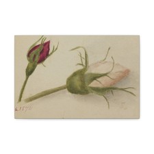 Mary Vaux Walcott - Untitled (Rosebuds) - 1874 - Canvas Wall Art