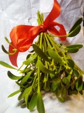  Fresh Cut Real Mistletoe Beautiful Bunch Ready to Hang 6-9" Ready To Hang 