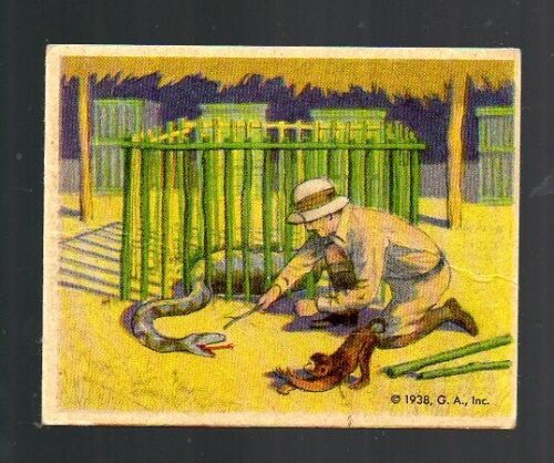 1938 Frank Buck Card # 18 - Gumakers of America - Picture 1 of 2