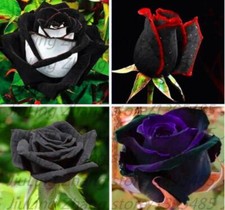 20 SEED PACK for Germination of Exotic BLACK ROSES rare plant bush flower garden