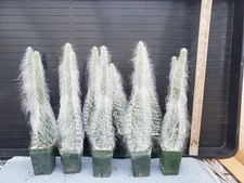 Opuntia 'Snow', 'Snow White', 'Hairy Roger' - SUPER SUPER Thick Soft White Hair