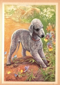 Vintage Bedlington Terrier Print Robert Scholz Bedlington Art Illustration 6009h