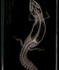 2024 Topps Allen & Ginter #XR-15 Fat-Tailed Gecko