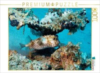 Calvendo Puzzle Porcupinefish | 1000 Pieces, Finished Size 25.2 × 18.9 In (64 ×