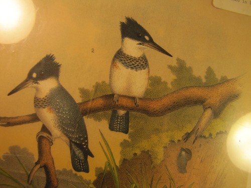 Litografia XIX secolo rimossa da Jacob Henry Studers Birds of North America - Foto 4 di 5