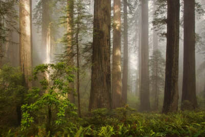 Morning Light by David Lorenz Winston Art Print Forest Woods Tree Poster 18x26