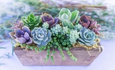 Wind and Sea - Live Succulent Garden Arrangement 