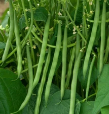 Contender Green Bean Seeds | Non GMO USA Stringless Bush Vegetable Seed New 2025