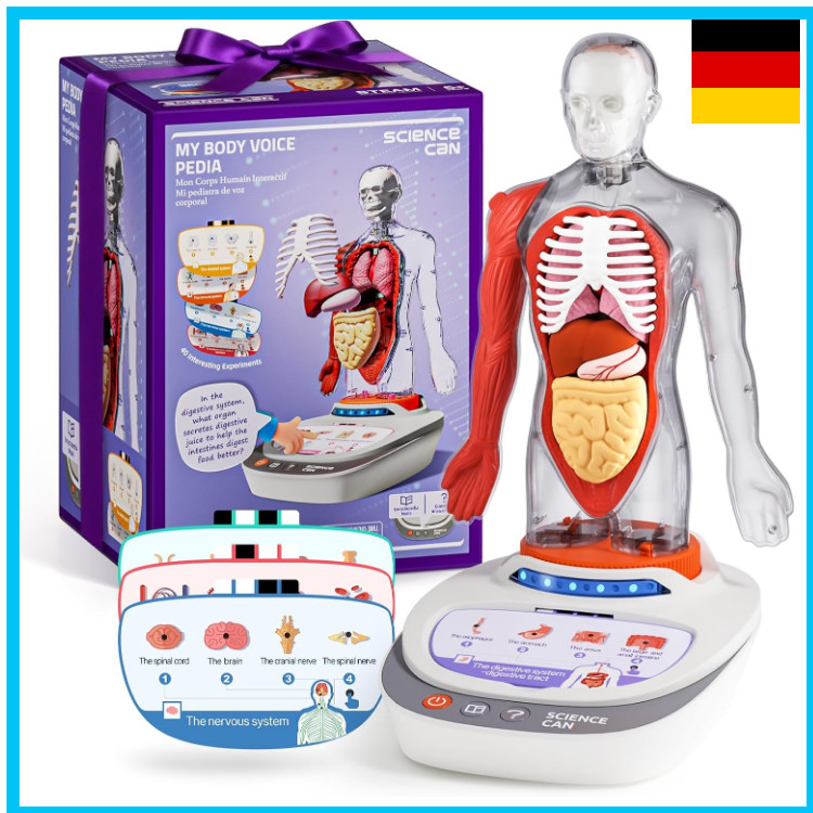 Anatomie Modell Kinder 22cm Skelett Organen Lernspielzeug