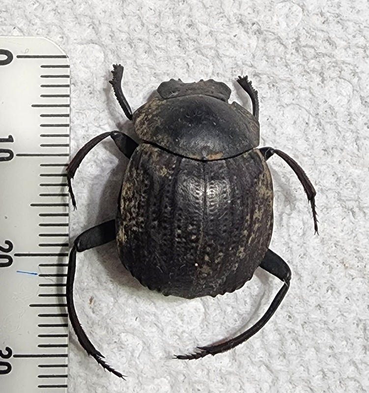 Scarab Deltochilum species from Kentucky Dung Beetle found in Cave Insect Bug
