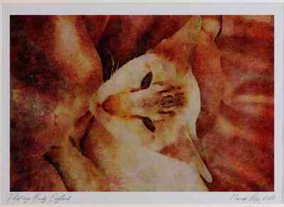 458083 Siamese Chocolate Tabby Point Ltd Ed A3 Aquarelldruck