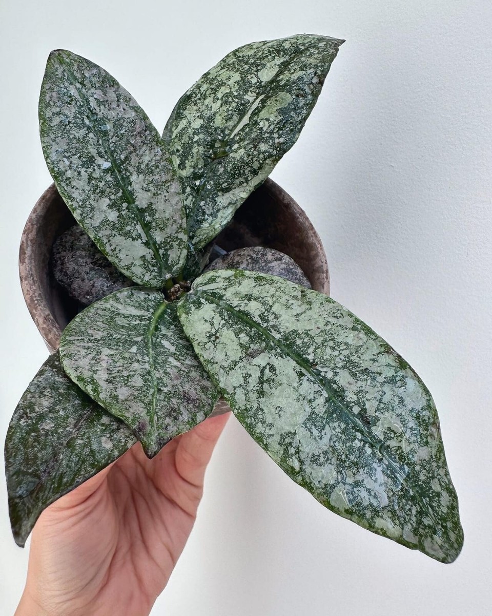 New Hoya Silver Buntokensis rare hoya house plant | eBay