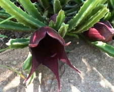 Stapelia Leendertziae exotic huernia rare orbea succulent plant seed 5 seeds