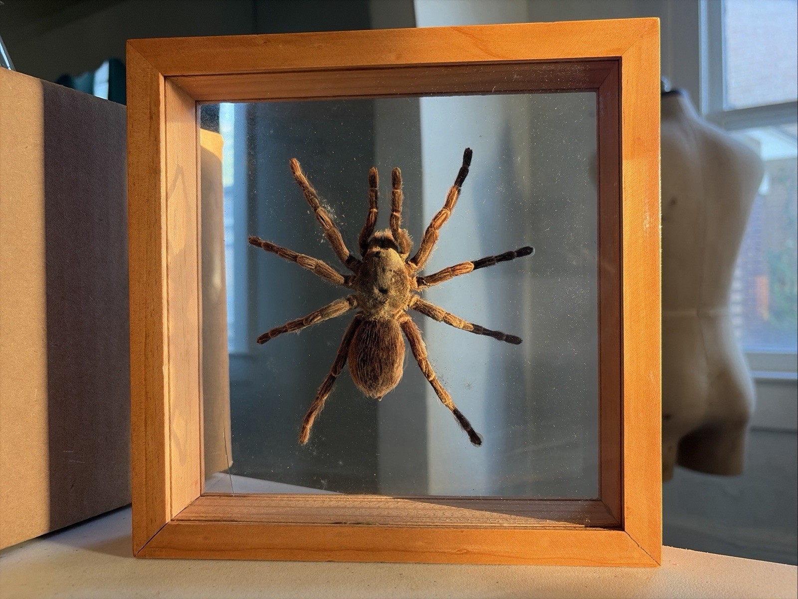 Real Collectible Taxidermy  Tarantula Spider In Shadow Box