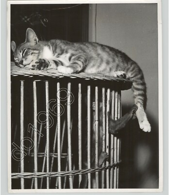 Cat Sleeps On To of Monkey Cage, While Monkey Grabs Tail. VTG Press Photo Pets