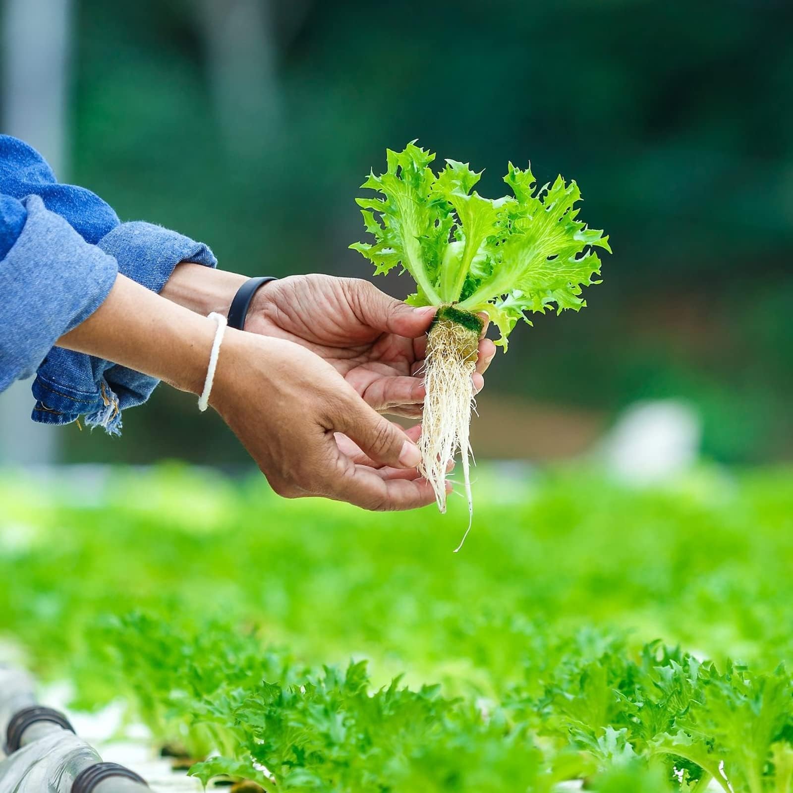 Rockwool Cubes for Hydroponics - 1 Inch Starter Plugs for Plant Germination