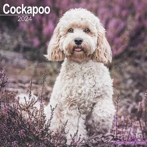 6 month cheap cockapoo